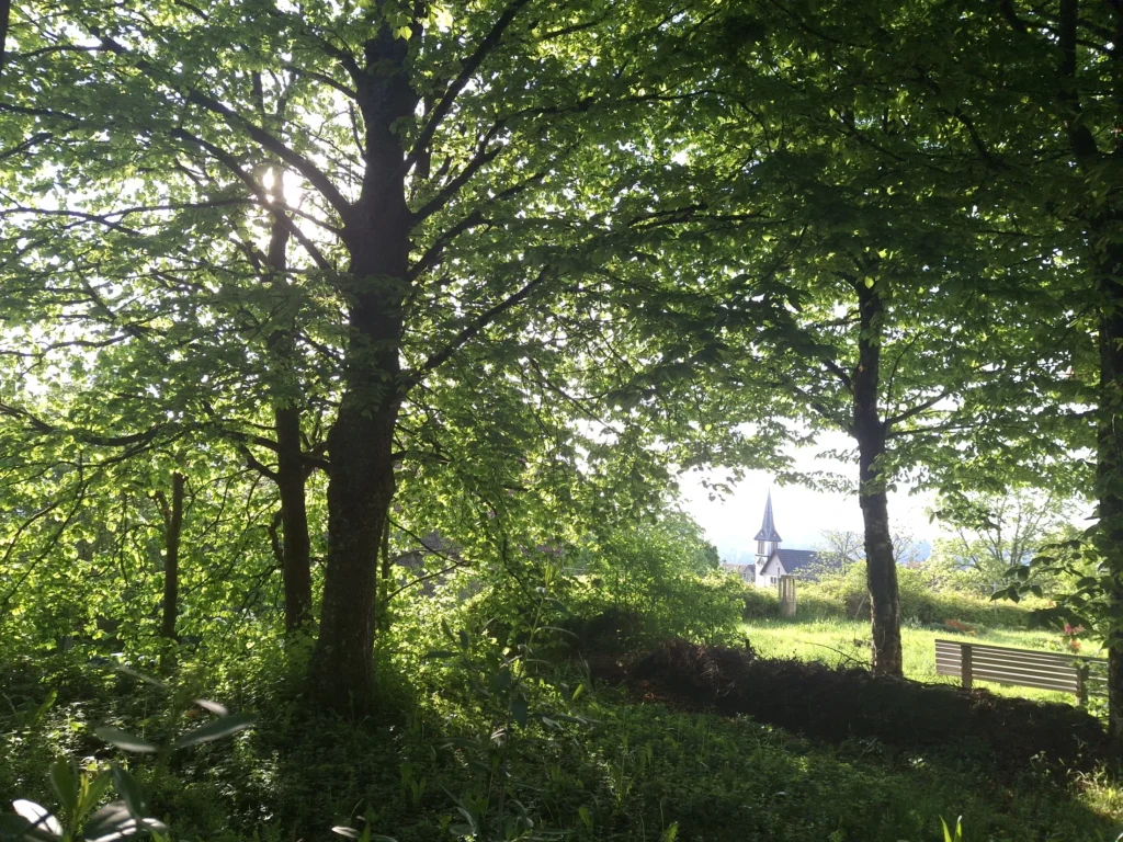 Wege aus der Angst – Blick durch Schwarzwald-Tannen auf die Kirche von Seewald-Schernbach; Symbol für lokale Verwurzelung und therapeutische Ruhe in der Begleitung von Angststörungen.