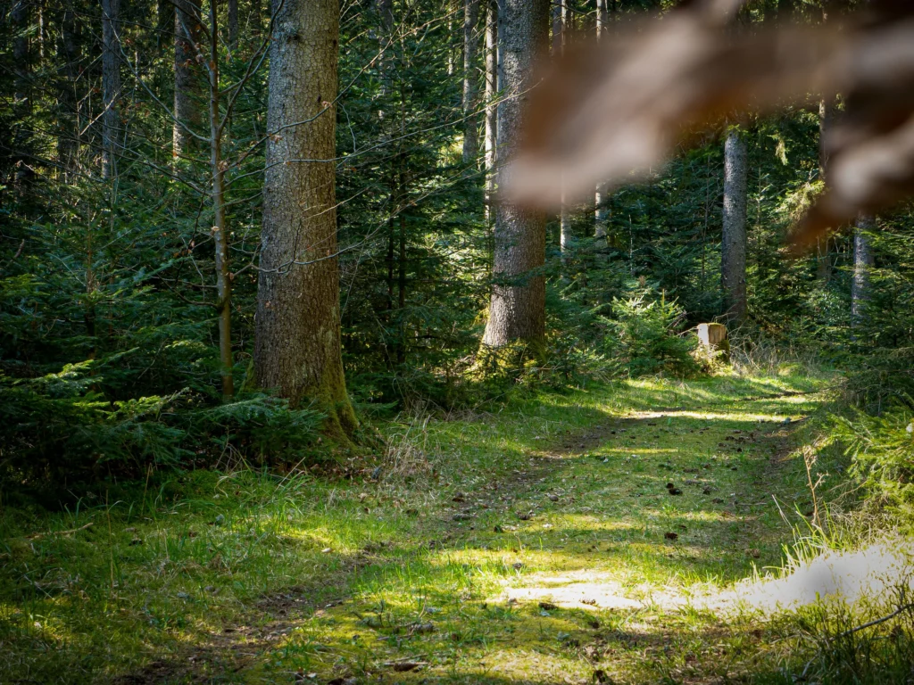 Naturheilkundliche Umgebung Seewald bei Depression.