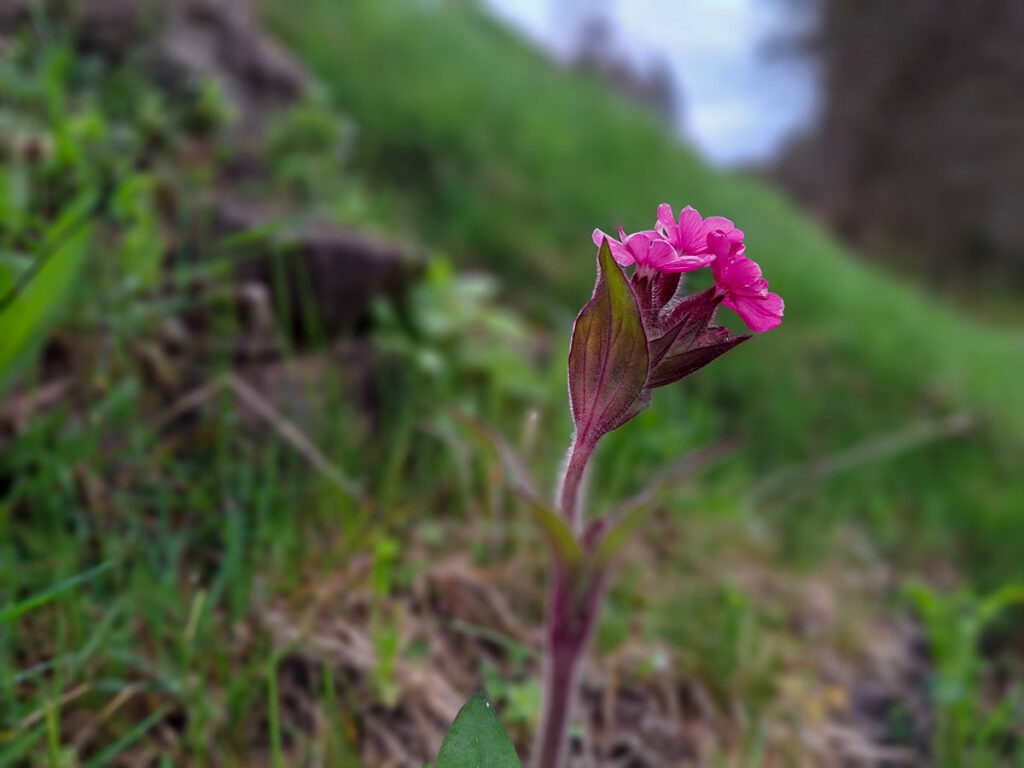 Blume am Waldrand im Schwarzwald nahe Baiersbronn – Symbol für Wachstum