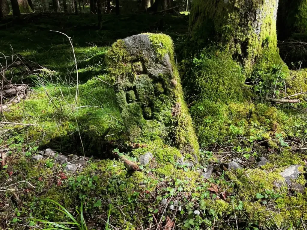 Moosbewachsener Stein im Wald bei Dornstetten im Nordschwarzwald