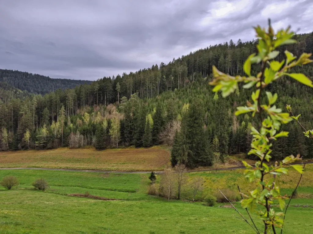 Blick über das Tal bei Klosterreichenbach – Raum zum Durchatmen bei emotionaler Erschöpfung Weiter Blick über grüne Wiesen und bewaldete Hügel im Nordschwarzwald bei Klosterreichenbach – ein Bild für Weite und Entlastung bei emotionaler Erschöpfung