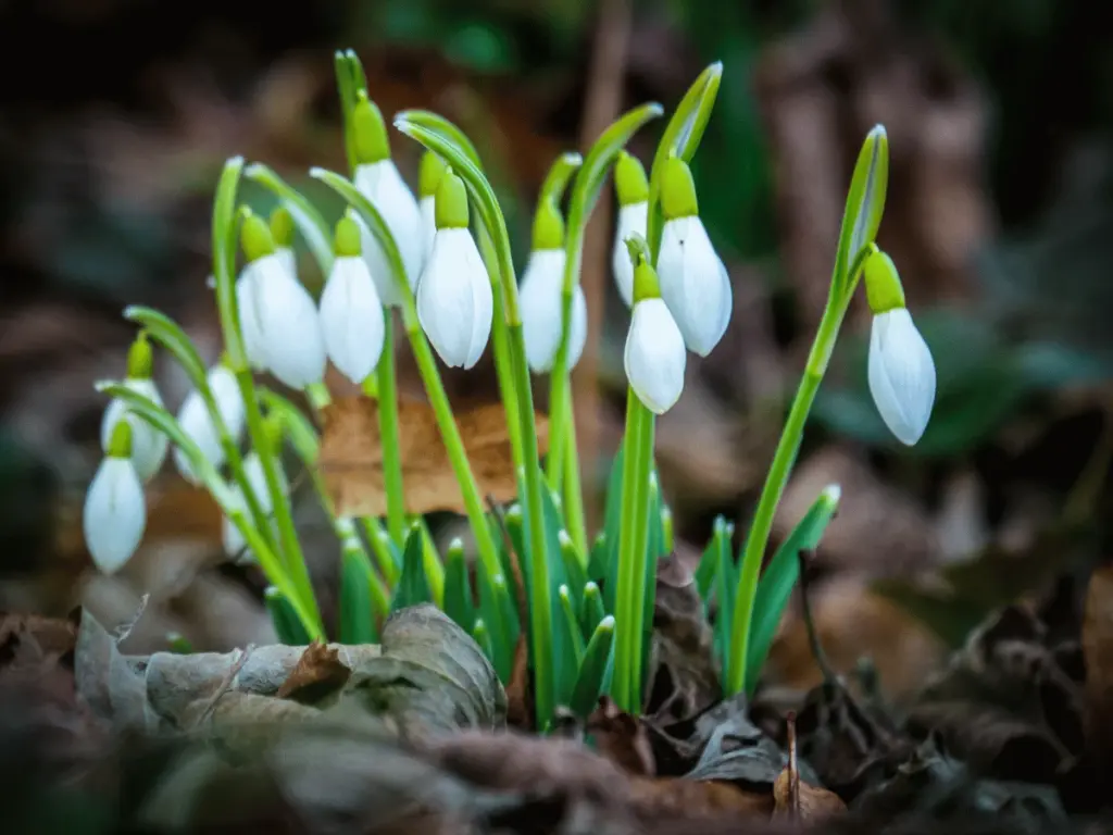 Schneeglöckchen brechen durch braunes Herbstlaub – Symbol für kleine Fortschritte im Umgang mit Depression in der Partnerschaft 
