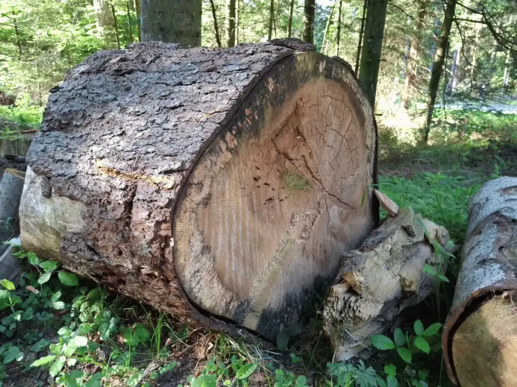 Baumstamm mit sichtbaren Jahresringen im Schwarzwald bei Seewald – therapeutische Begleitung bei nächtlichem Grübeln 