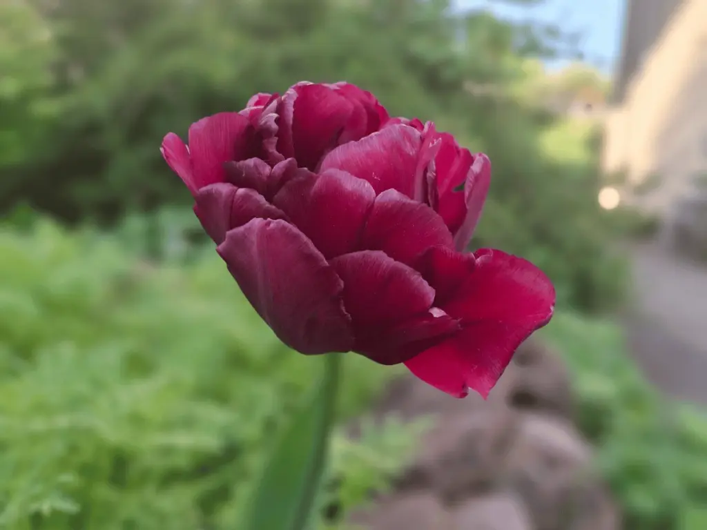 Gefüllte dunkelrote Tulpe neigt sich leicht zur Seite – ein Bild für schwere Gedanken, wenn der Partner depressiv ist 