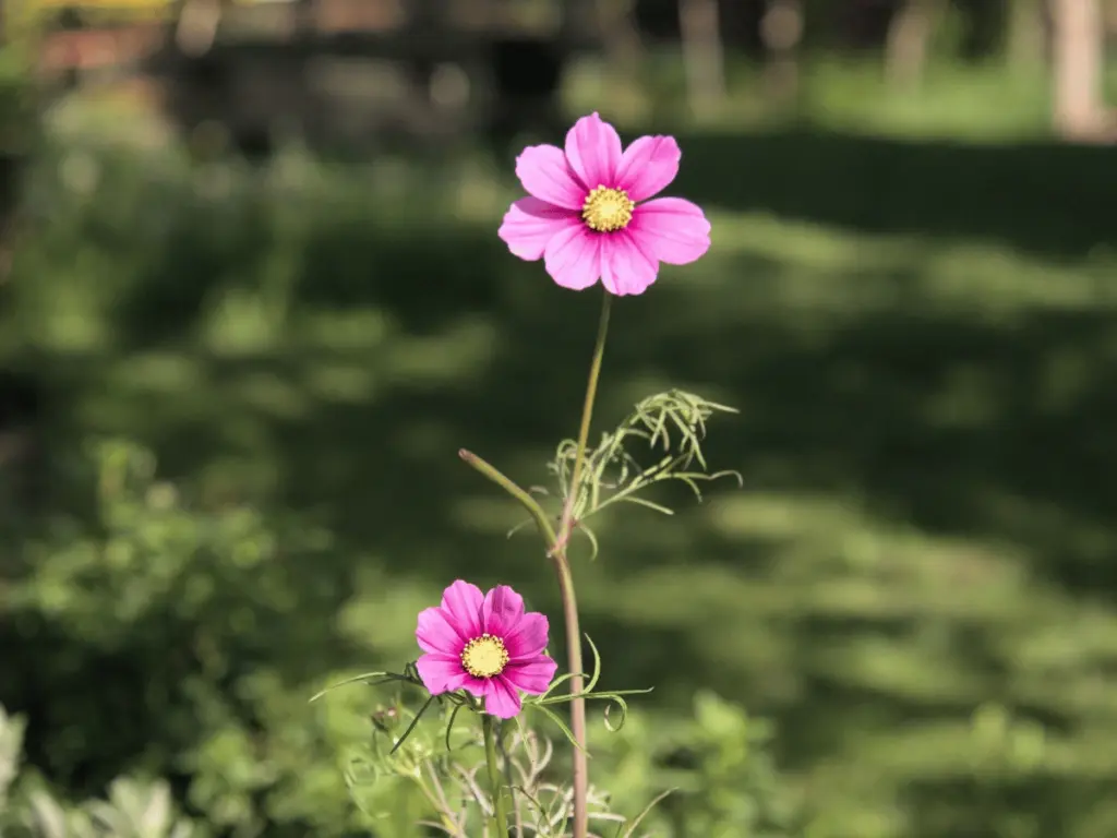Einzelne pinkfarbene Cosmea-Blüte vor grünem Hintergrund – Symbol für kleine konkrete Schritte, wenn der Partner depressiv ist