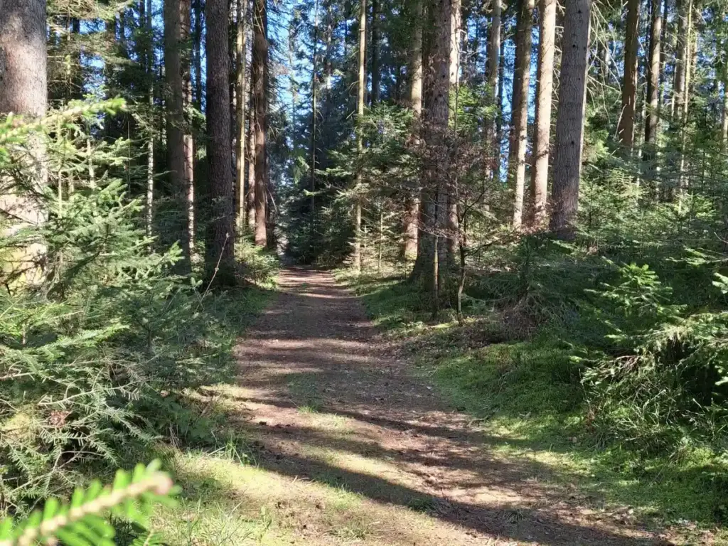 Waldspaziergang in Seewald – Ruhe finden bei Panik & Stress durch Waldbaden Ein sonnendurchfluteter Waldweg zwischen hohen Tannen in Seewald – ein Ort für Waldbaden und Ruhe bei Panikattacken.