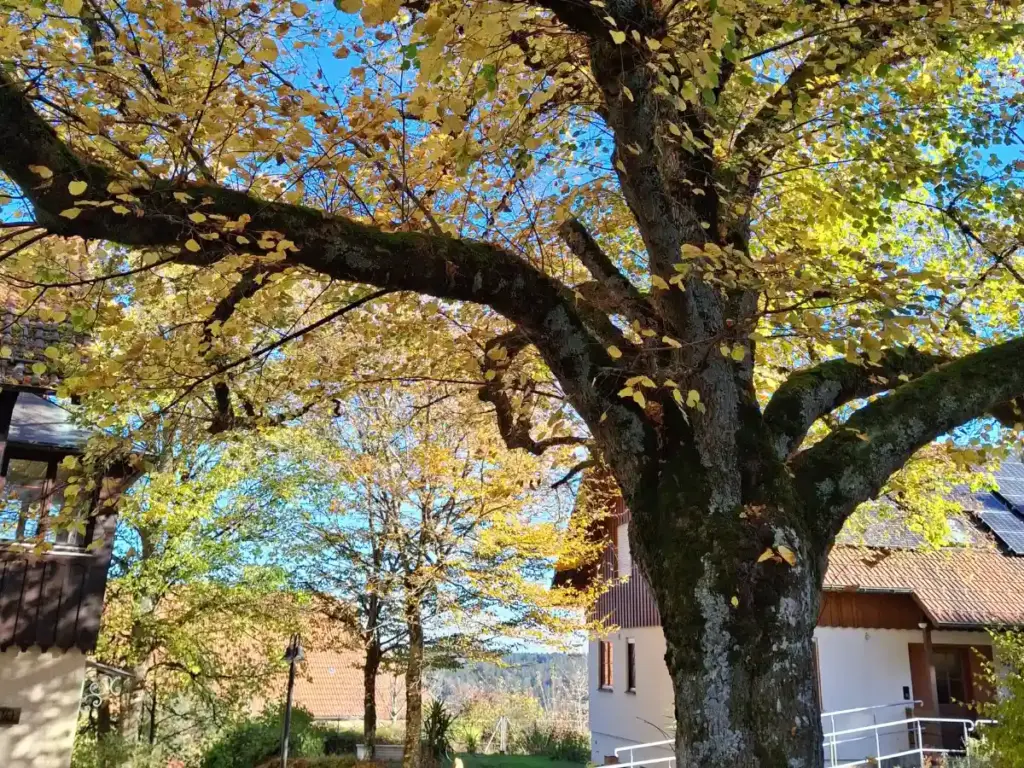 Großer Laubbaum mit goldenem Herbstlaub vor typischen Schwarzwaldhäusern – stille Dorfszene nahe Besenfeld